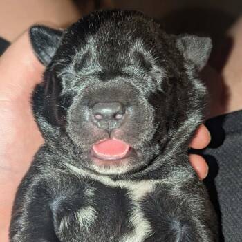 Beth -  Mixed Breed Dog for Adoption in Melbourne, Kentucky - Beth | PetCurious