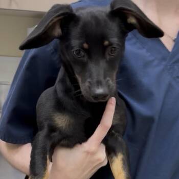 Mandy -  Dachshund and Chihuahua Dog for Adoption in Galveston, Texas - Mandy | PetCurious