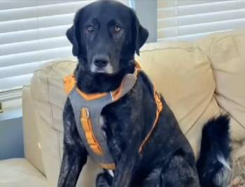 Retriever Dogs Available for Adoption in Royal Oak, Michigan - Gwenny | PetCurious