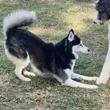 Zoey -  Husky Dog for Adoption in New Orleans, Louisiana - Zoey | PetCurious
