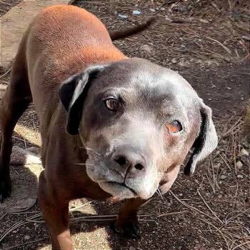 AOK-Stray-276 -  Dachshund and Labrador Retriever Dog for Adoption in Tonasket, Washington - AOK-Stray-276 | PetCurious