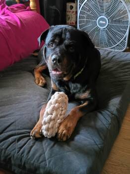 Zeus -  Rottweiler Dog for Adoption in Saratoga Springs, New York - Zeus | PetCurious