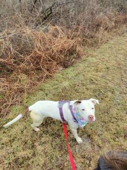 Pit Bull Terrier and Hound Dogs Available for Adoption - Beatrice  | PetCurious