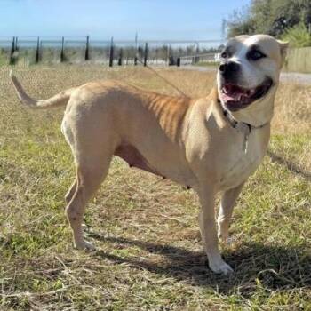 Wynn -  American Staffordshire Terrier and Mixed Breed Dog for Adoption in Houston, Texas - Wynn | PetCurious