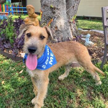 Viktor -  Terrier and Mixed Breed Dog for Adoption in Laredo, Texas - Viktor | PetCurious