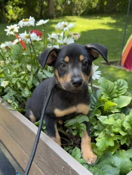 Sasha -  Mixed Breed Dog for Adoption in Lindenhurst, New York - Sasha | PetCurious