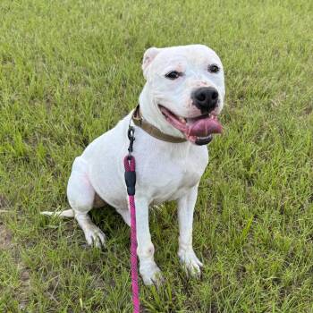 Terrier Dogs Available for Adoption in Longview, Texas - Toddy | PetCurious
