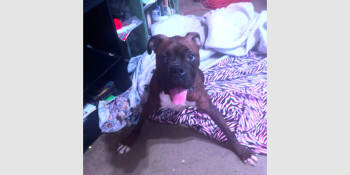 Rescue Boxer Dogs for Adoption in Hewitt, Texas - Bucee | PetCurious