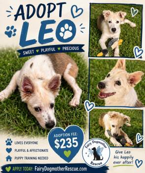 Leo -  Australian Shepherd Dog for Adoption in Yukon, Oklahoma - Leo | PetCurious