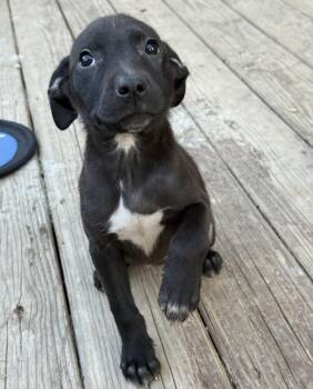 Chaos -  Pit Bull Terrier Dog Available for Adoption in Stahlstown, Pennsylvania - Chaos | PetCurious