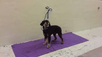 Schnauzer and Mixed Breed Dogs Available for Adoption - MOCHI | PetCurious