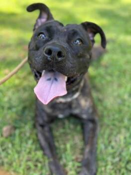 Rescue Mixed Breed Dogs for Adoption in Brookhaven, New York - Angela | PetCurious