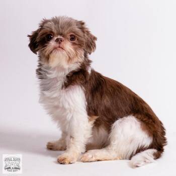 Little Lottie -  Shih Tzu Dog for Adoption in Fort Montgomery, New York - Little Lottie | PetCurious