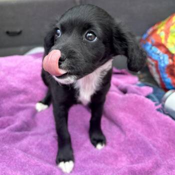 BEAUTY -  Maltese and Mixed Breed Dog for Adoption in Richmond, California - BEAUTY | PetCurious