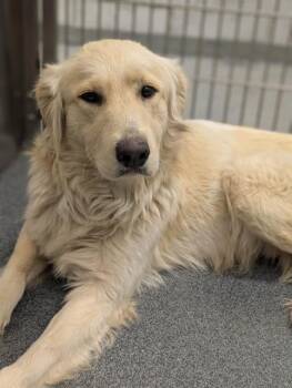 Mixed Breed Dogs Available for Adoption - BRIA | PetCurious