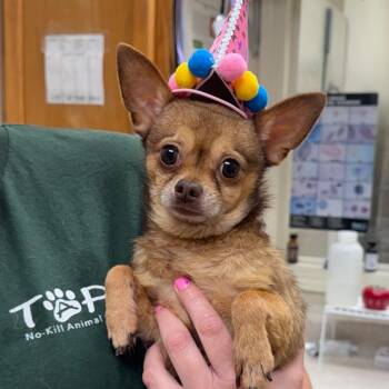 Kelly -  Chihuahua Dog for Adoption in Pekin, Illinois - Kelly | PetCurious