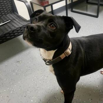 Ellie (FKA Albany) -  Mixed Breed Dog for Adoption - Ellie (FKA Albany) | PetCurious
