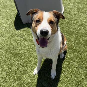 Border Collie and Cattle Dog Dogs Available for Adoption in Cody, Wyoming - Buddy | PetCurious