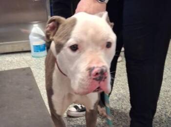 Pit Bull Terrier and Mixed Breed Dogs Available for Adoption in Olathe, Kansas - PUMBA | PetCurious