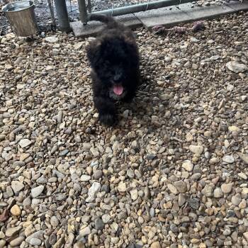 Toast -  Havanese and Maltese Dog for Adoption in Plano, Texas - Toast | PetCurious