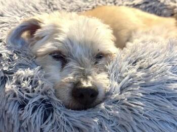Gizmo -  Miniature Schnauzer and Poodle Dog for Adoption in Whitewater, Wisconsin - Gizmo | PetCurious
