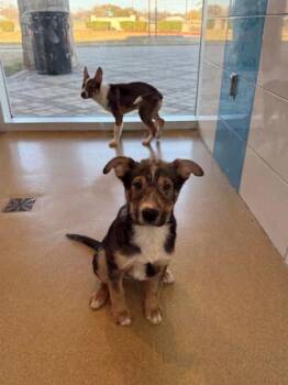 Shepherd and Mixed Breed Dogs Available for Adoption - Duff | PetCurious