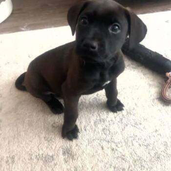 Shadow -  Feist and Labrador Retriever Dog for Adoption in Sanford, North Carolina - Shadow | PetCurious