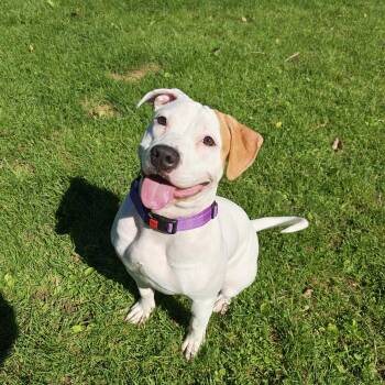 Rosie -  Pit Bull Terrier Dog for Adoption in Oconto, Wisconsin - Rosie | PetCurious