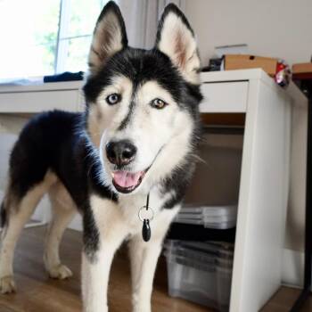 Rescue Husky Dogs for Adoption in Los Angeles, California - Bingo | PetCurious