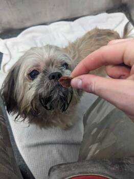 Pablo *Foster / Foster-to-Adopt / Flight Dog - Arrival TBD* -  Shih Tzu Dog for Adoption in New York, New York - Pablo *Foster / Foster-to-Adopt / Flight Dog - Arrival TBD* | PetCurious