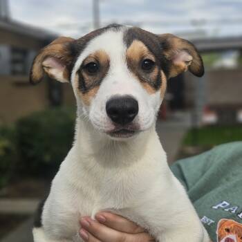 Rescue Shepherd and Labrador Retriever Dogs for Adoption in Oakland, California - Fynn | PetCurious