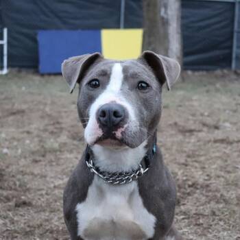 Zoey -  Pit Bull Terrier and Mixed Breed Dog for Adoption in Springfield, Illinois - Zoey | PetCurious