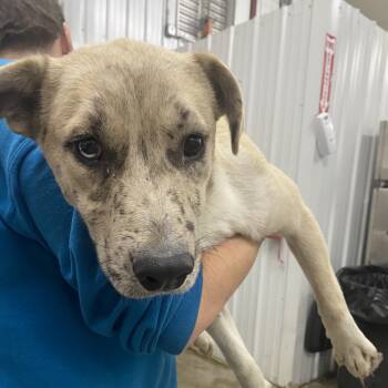 Rescue Australian Shepherd and Mixed Breed Dogs for Adoption in Corbin, Kentucky - Frankie | PetCurious