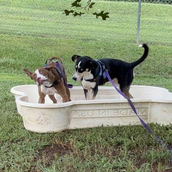 Ice -  Mixed Breed Dog for Adoption in Greenville, South Carolina - Ice | PetCurious