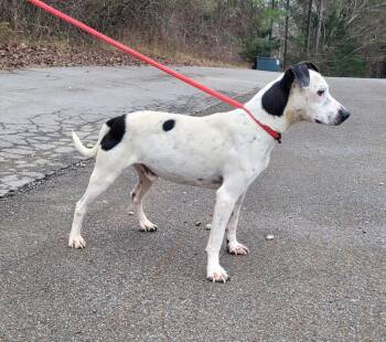 Mixed Breed Dogs Available for Adoption in Lawrenceburg, Tennessee - Patches | PetCurious