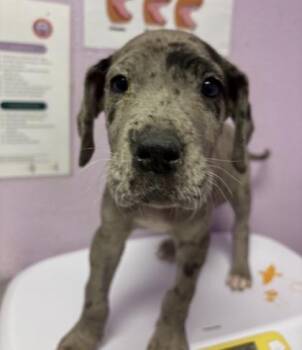 Great Dane and Mixed Breed Dogs Available for Adoption in El Paso, Texas - Leah* | PetCurious