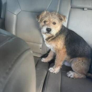 Mixed Breed Dogs Available for Adoption in Frederiksted, St. Croix - Benji | PetCurious