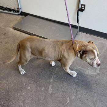 Mixed Breed Dogs Available for Adoption in Las Cruces, New Mexico - Venada | PetCurious