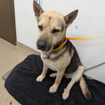 German Shepherd Dog and Mixed Breed Dogs Available for Adoption in League City, Texas - Joe | PetCurious