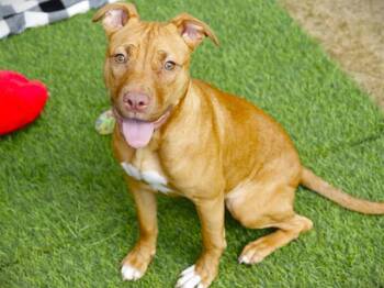 SAMANTHA -  Pit Bull Terrier Dog for Adoption in Tallahassee, Florida - SAMANTHA | PetCurious