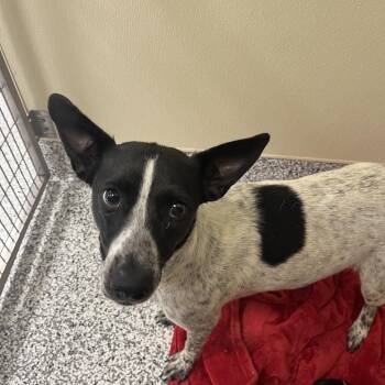 Abilene -  Australian Cattle Dog Blue Heeler and Mixed Breed Dog for Adoption in Madisonville, Tennessee - Abilene | PetCurious