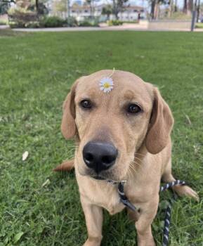 Basset Hound and Golden Retriever Dogs Available for Adoption in West Hollywood, California - Leni | PetCurious