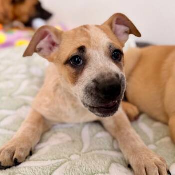 Boxer and Mixed Breed Dogs Available for Adoption in Green Bay, Wisconsin - Quinn | PetCurious