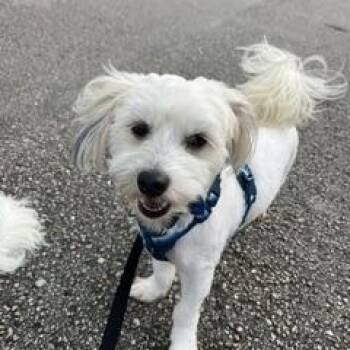 Oreo -  Maltipoo Dog for Adoption in Tifton, Georgia - Oreo | PetCurious