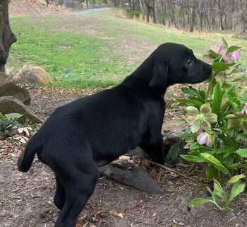 Beagle and Hound Dogs Available for Adoption - Babe Oolong | PetCurious