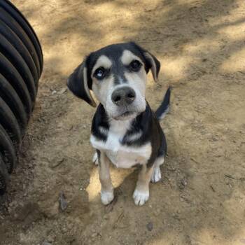 Labrador Retriever Dogs Available for Adoption in Manchester, New Hampshire - Bray In NH! Come Meet Our Adoptable Dogs Wednesday-Saturday. Mor | PetCurious