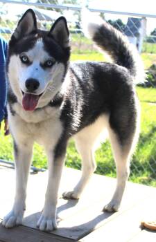 Bogie -  Siberian Husky Dog for Adoption in Huron, South Dakota - Bogie | PetCurious