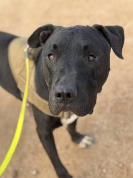 Dozer -  Bull Terrier and Mastiff Dog for Adoption in Goodyear, Arizona - Dozer | PetCurious