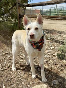 Husky Dogs Available for Adoption in Gardnerville, Nevada - Luna | PetCurious