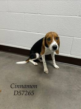Cinnamon -  Beagle Dog for Adoption in Clarksville, Tennessee - Cinnamon | PetCurious